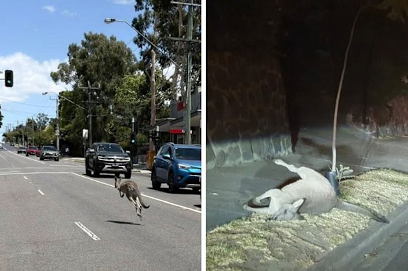 Kangaroos have been seen crossing Lower Plenty Road in Rosanna and hit by vehicles on Rosanna Road.