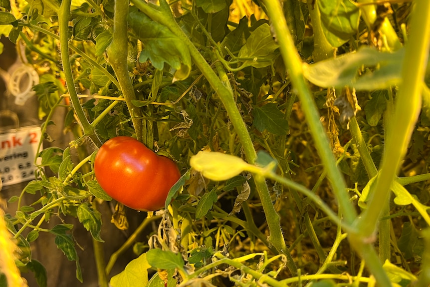 Plants growing at the hydroponics facility at Casey Station in Antarctica.