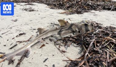 Commercial fishing licence buybacks recommended in latest harmful algal bloom report