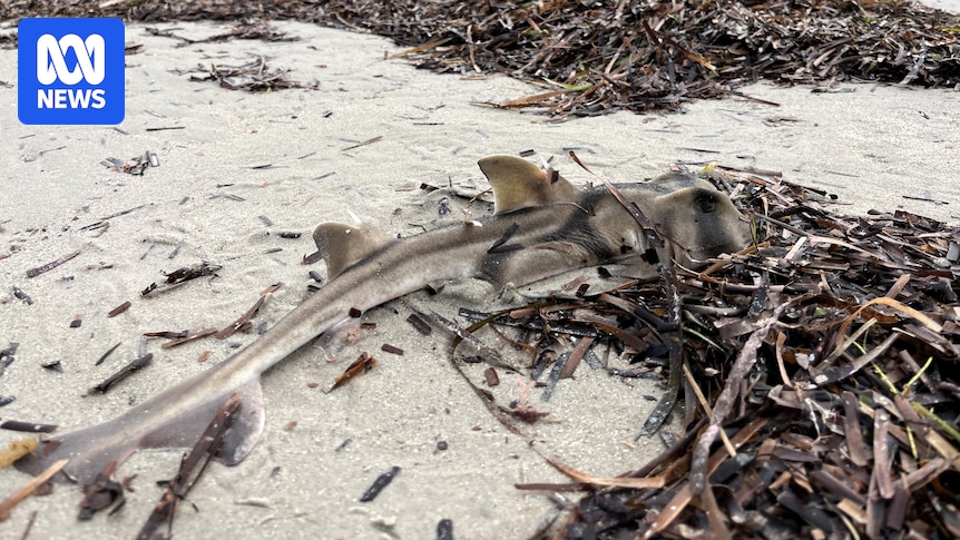 Commercial fishing licence buybacks recommended in latest harmful algal bloom report