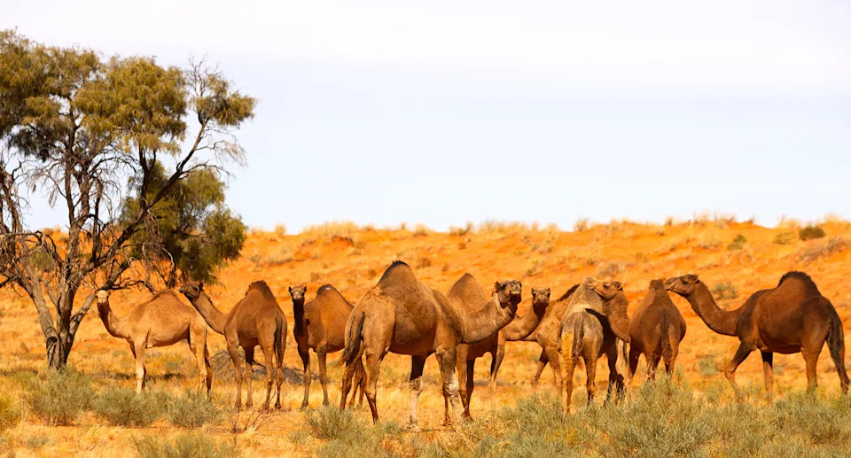 Camels in the Simpson Desert. 