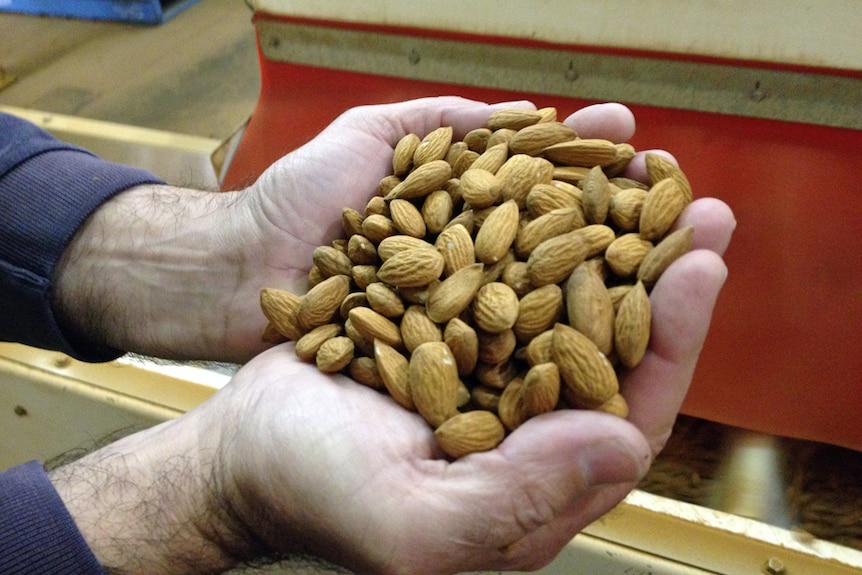 Dry climate ideal for growing almonds