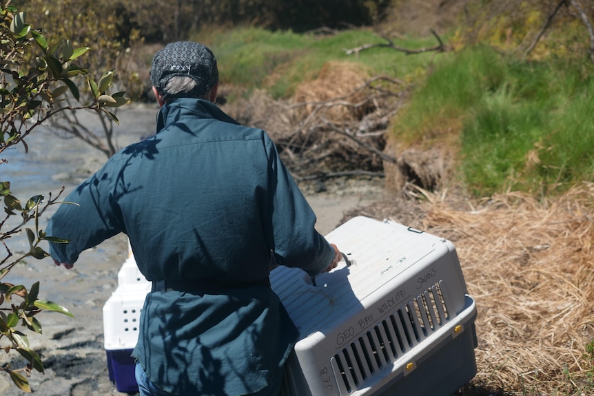A woman in a teal button up shirt carrying a large plastic animal carrier on the bank of an estuary facing away
