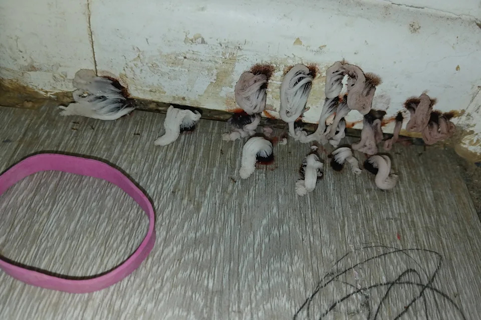 The chocolate tube slime mould sprouting in the bathroom.