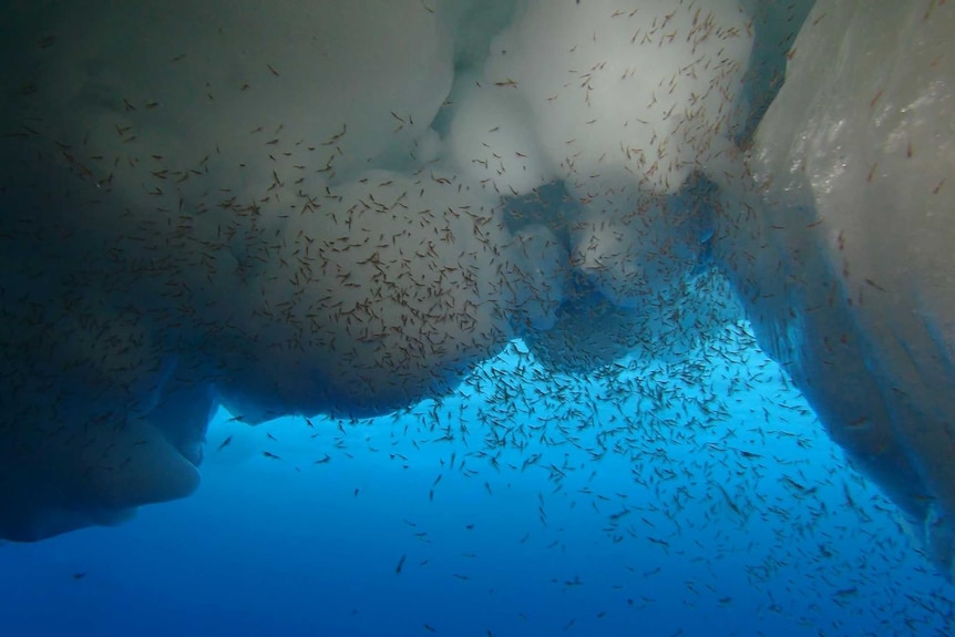 underwater image of thousands of krill swimming underneath an ice berg 