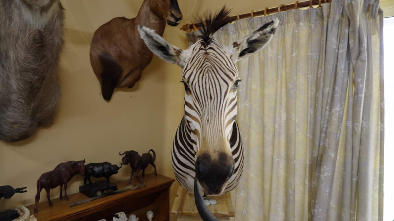A zebra head mounted on a wall. 