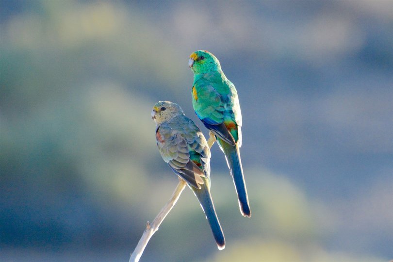 Wildlife at every bend, wonder at every stop.