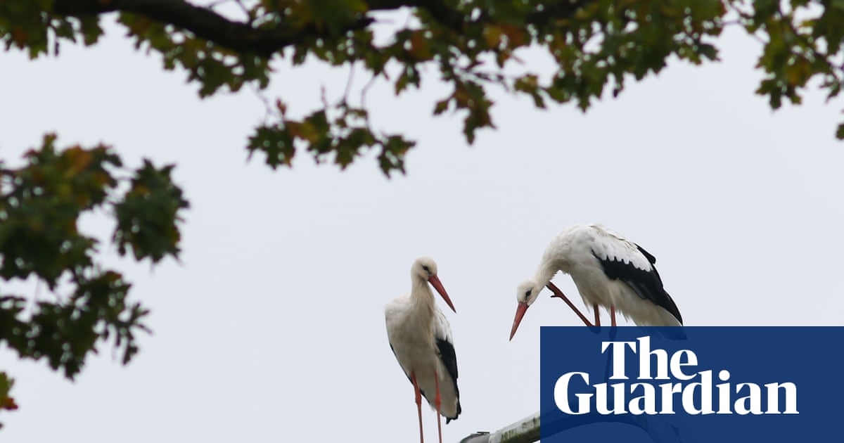 ‘The normal should be darkness’: why one Belgian national park is turning off ‘pointless’ streetlights | Biodiversity