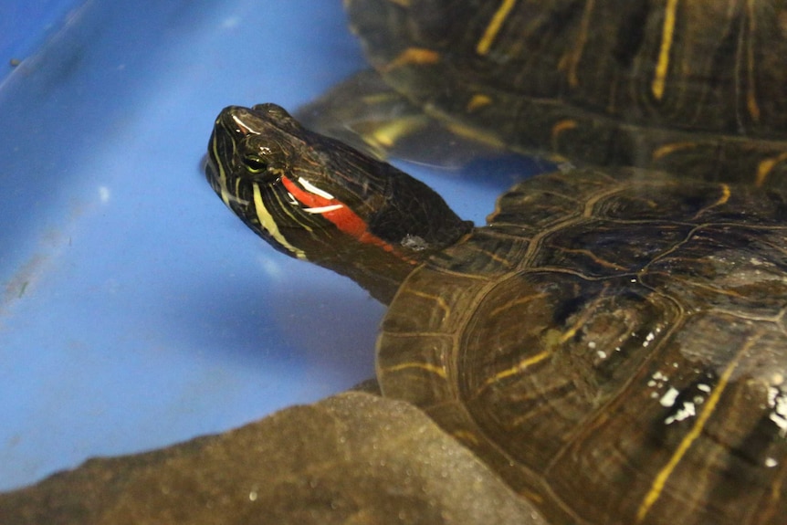 Two turtles with a red stripe on their heads on a green table.