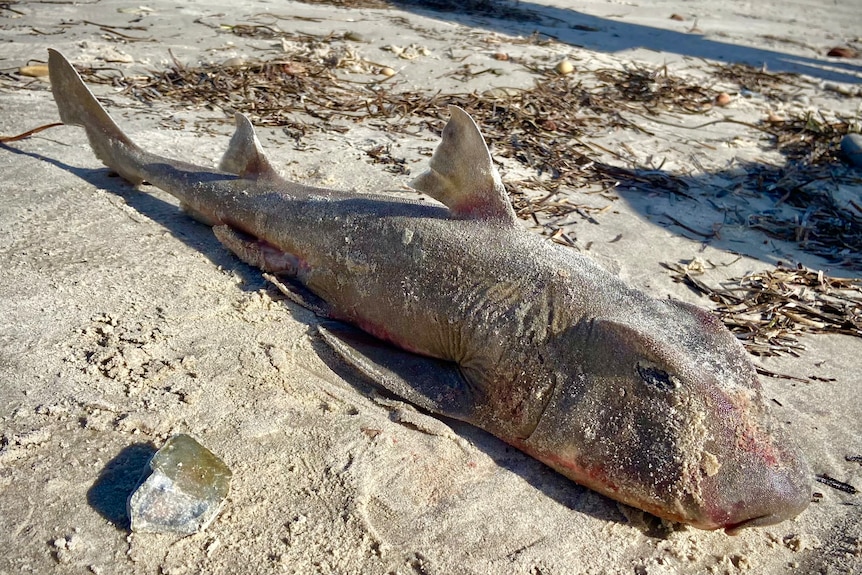 A small shark with large head next to dried seagrass on sand