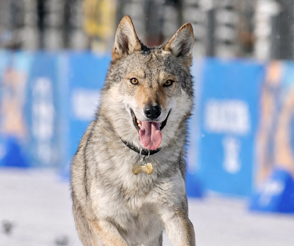 How A Wolfdog Stole The Hearts Of Millions At The 2026 Winter Olympics In Italy
