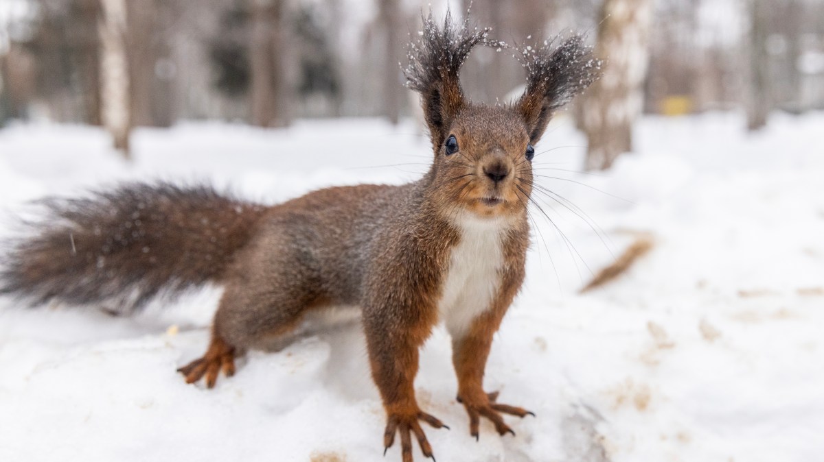 A hardy creature in Ukraine — and other news in pictures