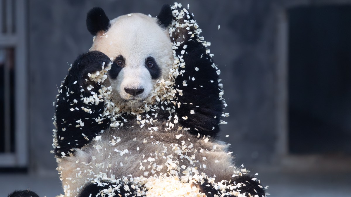 A playful panda — and other news in pictures