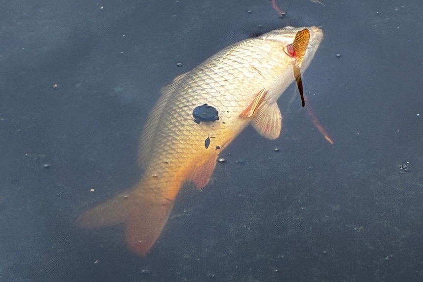 dead fish white and orange floating on surface of dark murky river