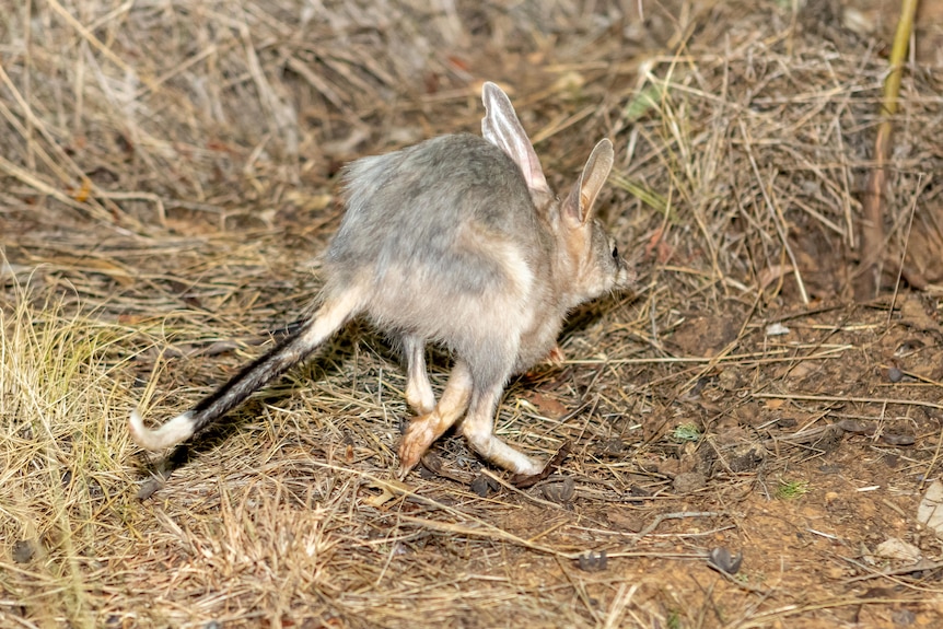 A bilby hops along on some straw.