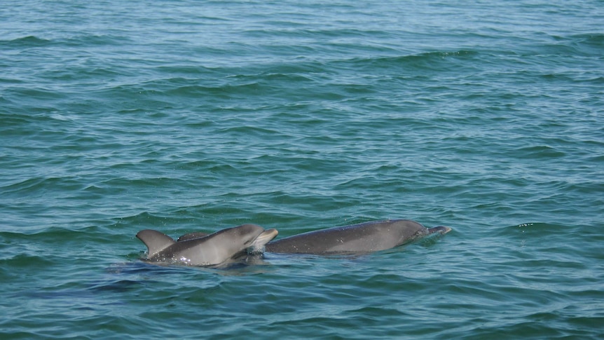 Two dolphins stick their snouts and dorsal fins above the water as they swim in the ocean.
