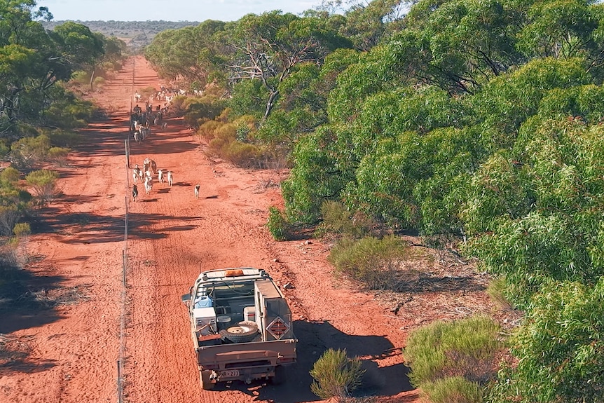 The goats are herded into a holding yard.