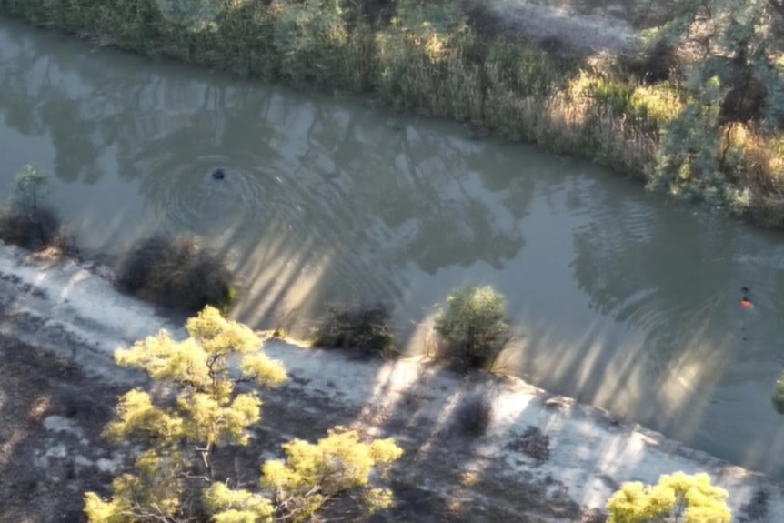 Two men try to swim across an irrigation channel