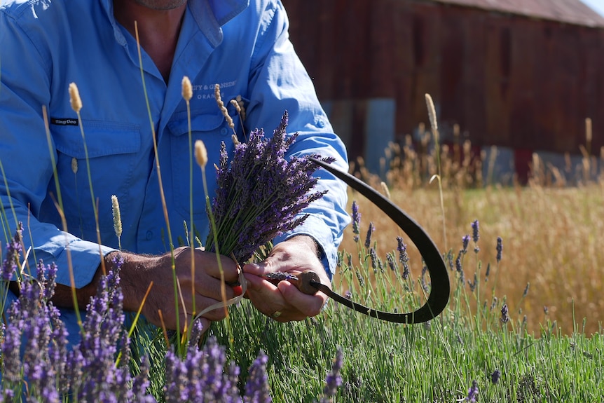 Man holding a bunch of lavender and a sickle.