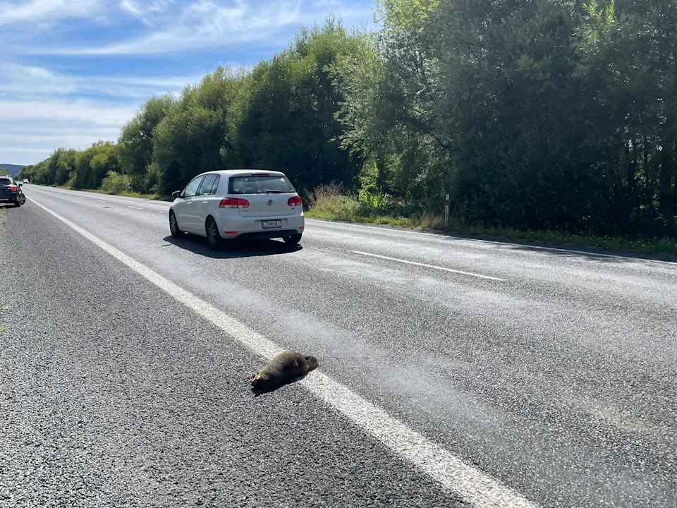 A car driving past possum roadkill in New Zealand.