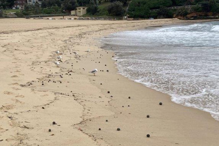 Black spherical pieces of debris along a beach. Seagulls are also pictured standing on the shore.