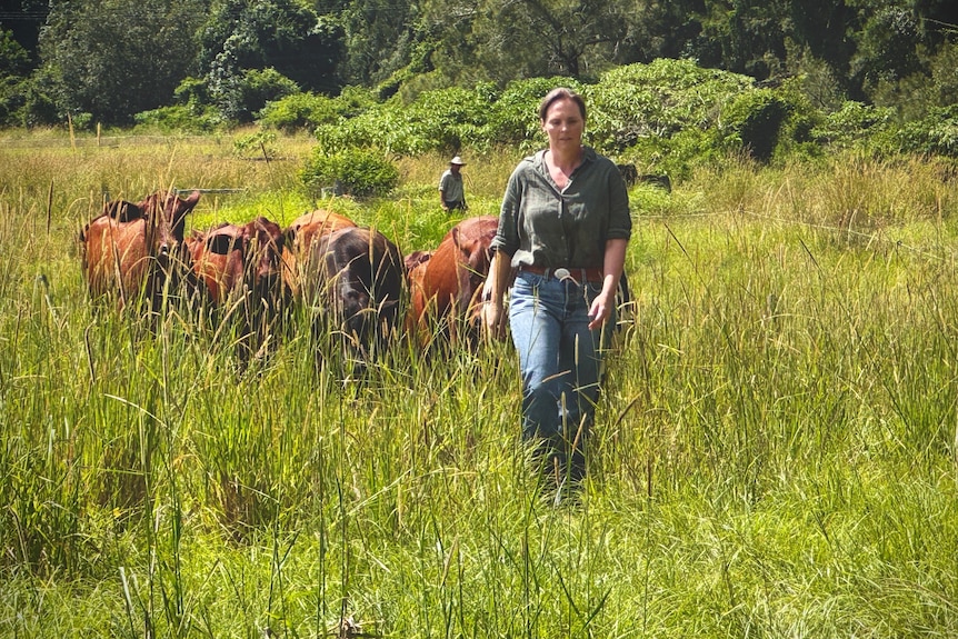 A woman walking towards the camera with cattle following her.
