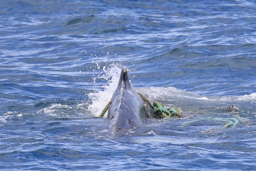 A whale entangled in rope