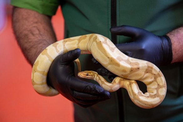 Snakes like this one, seized as part of Operatino Django, are being smuggled out of Australia in droves