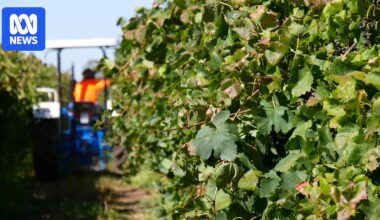 Winegrape growers welcome the establishment of national vineyard register