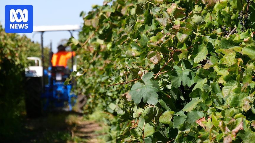 Winegrape growers welcome the establishment of national vineyard register