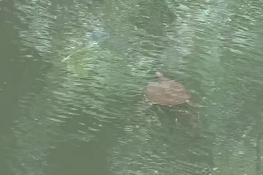 A turtle in the creek, with the vague outline of fish next to it.