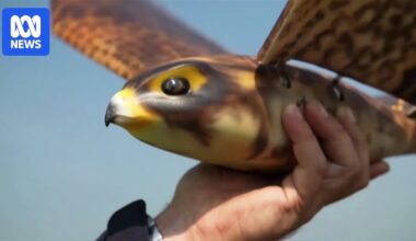 Peregrine falcon drone could save Australian fruit and almond orchards from hungry birds
