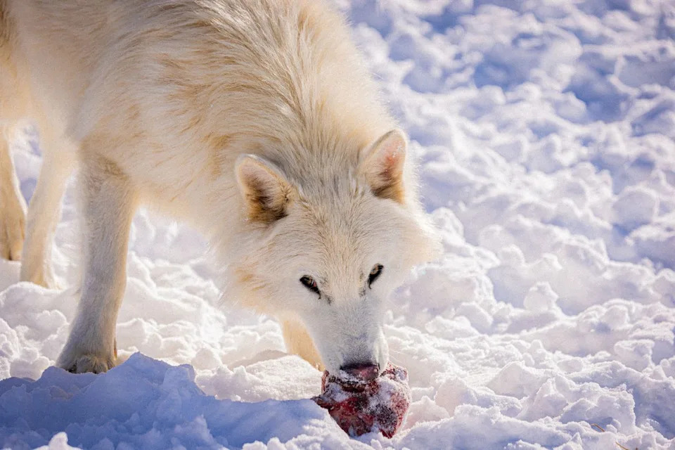 Dire wolf eating a bloody carcass in the snow. Courtesy Colossal Biosciences