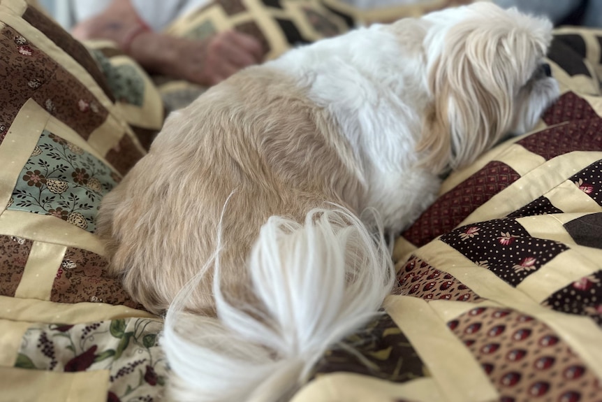 A small dog lying across a handmade quilt, over a man in a hospital bed.
