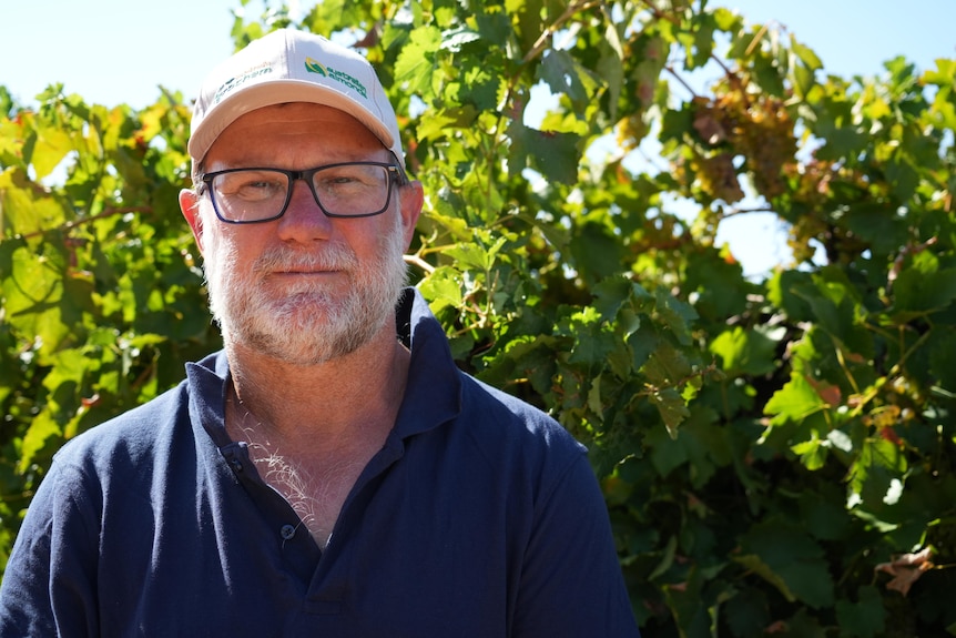 A midddle-aged man with a white beard wears glasses and a cap while standing in front of some grape vines.