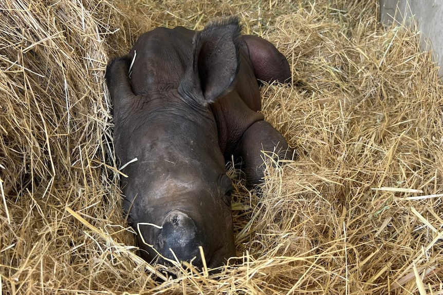 A brown baby rhino sleeps on a stack of yellow hay 