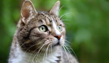 Cook Government set to progress Cat Amendment Bill which could see curfews, restrictions across Perth