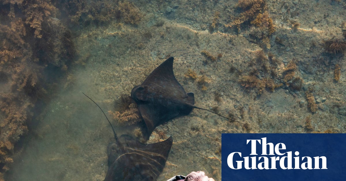 ‘Sea puppy pancakes’: what it’s like to pat a 300kg wild stingray | New Zealand