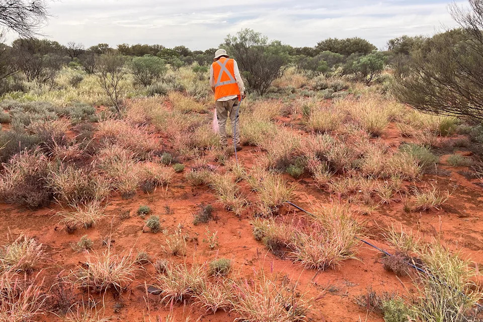 A ranger attempts to treat buffel grass in arid Australia. 