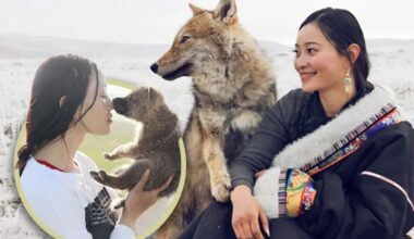 Story of China woman and adopted wolf son gains renewed fame, garners 2.8 billion views online