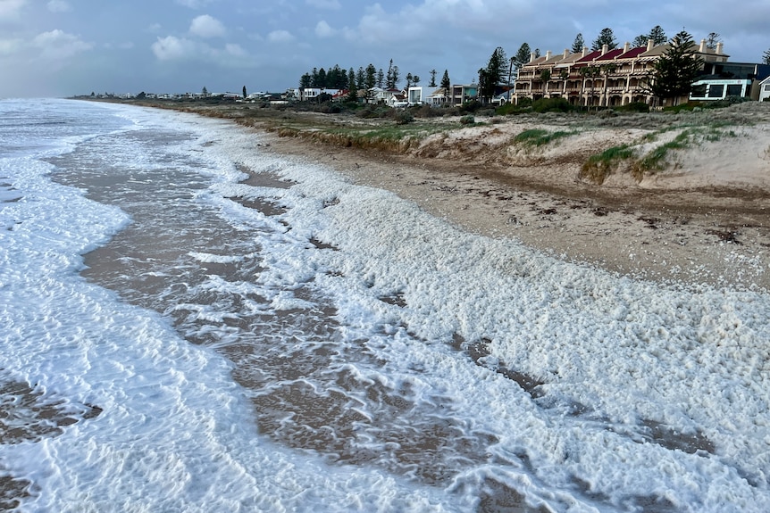A beach with abnormal amounts of sea foam