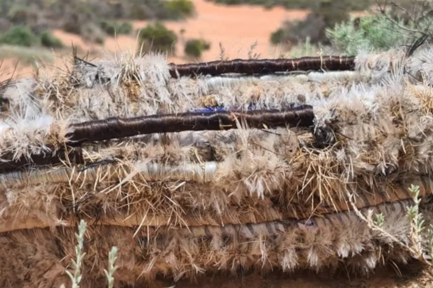 An artwork with bristly hairs in the outback.