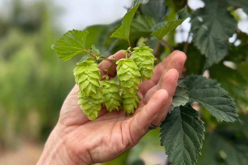 a grower holding hops on trees