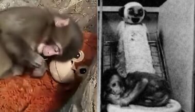 Viral Japanese monkey Punch‘s bond with plush toy mirrors harrowing 1950s attachment study