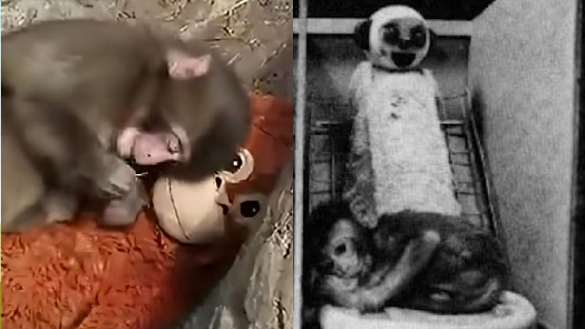 Viral Japanese monkey Punch‘s bond with plush toy mirrors harrowing 1950s attachment study