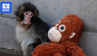 Punch the baby macaque draws a crowd at Japan's Ichikawa City Zoo