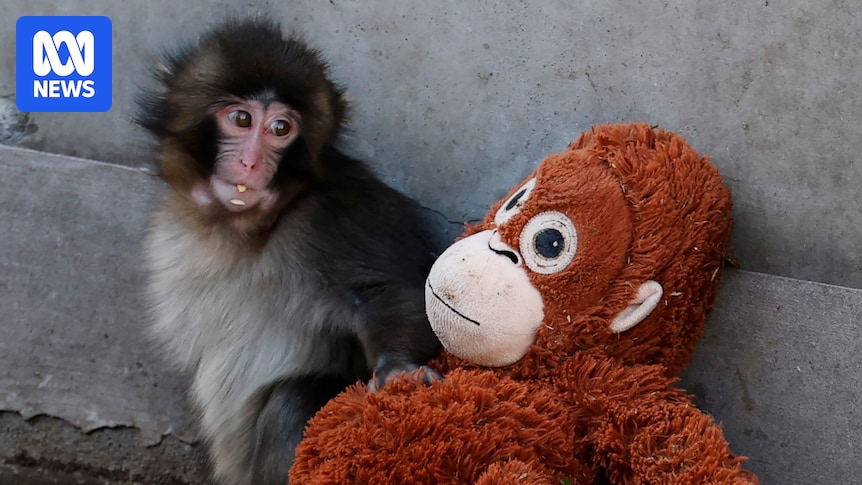 Punch the baby macaque draws a crowd at Japan's Ichikawa City Zoo