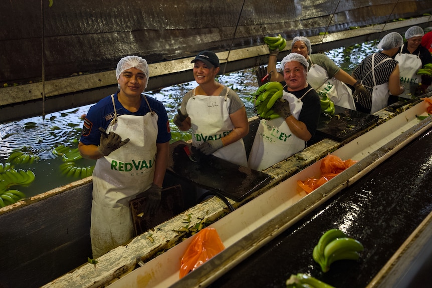 Workers wearing hair nets and aprons stand beside a conveyor belt handling green bananas in a packing shed.