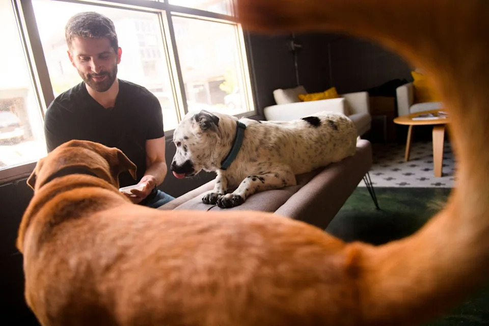 One in four dogs are expected to develop cancer at some point during their life. Past research has shown medium-sized dogs may be at a greater risk (AFP via Getty Images)