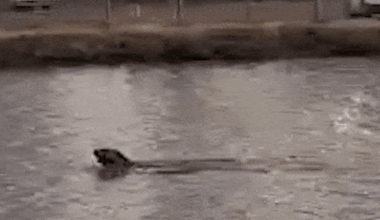 Seal spotted in Maribyrnong River as sightings increase around Port Phillip Bay